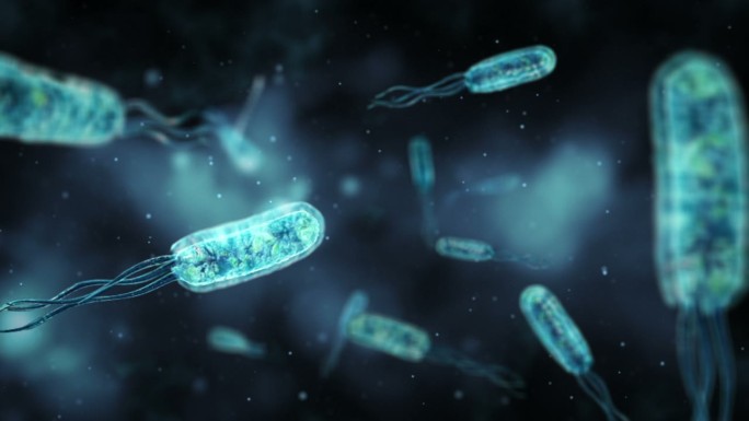 大肠杆菌动画消化系统视频素材