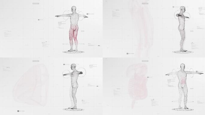 人体动画3d模型内科诊断CT扫描