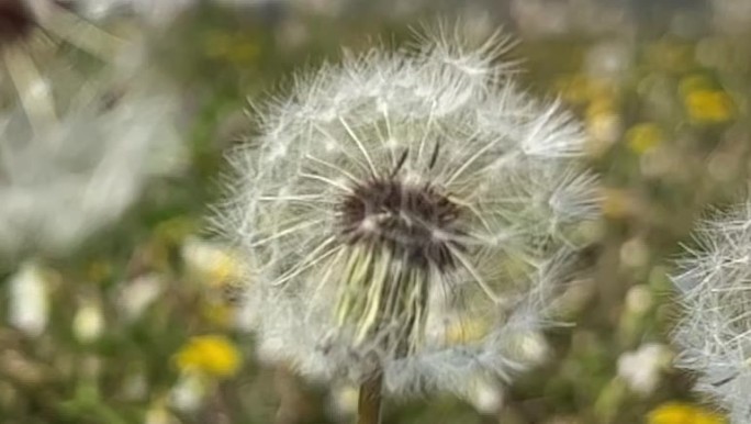 春天 踏青 野花 小花 蒲公英 黄花地丁