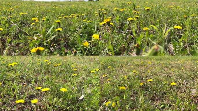 春天 踏青 野花 小花 蒲公英 黄花地丁