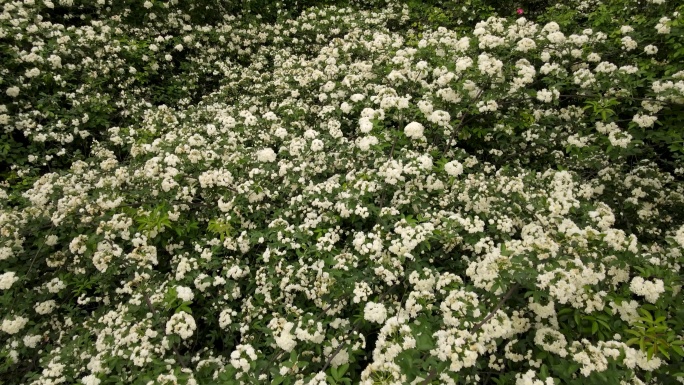 七里香开花七里香白蔷薇花海瀑布成都七里香