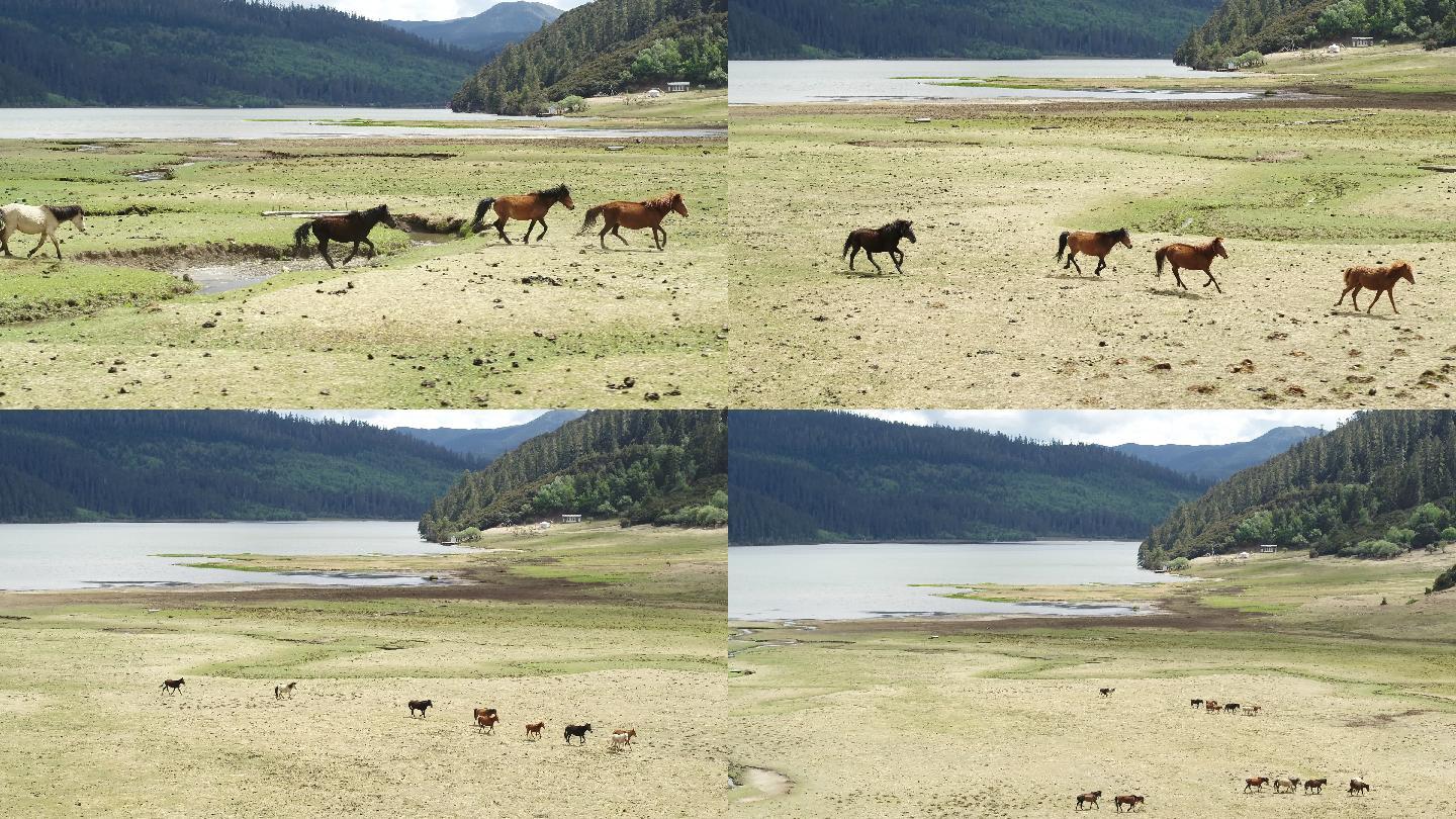 航拍云南香格里拉湖边奔跑的马群长镜头