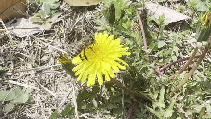 春天 踏青 野花 小花 蒲公英 黄花地丁