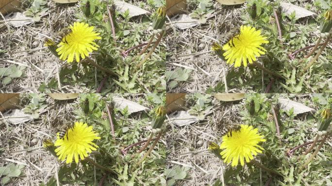 春天 踏青 野花 小花 蒲公英 黄花地丁