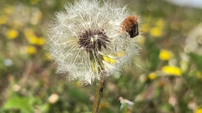 春天 踏青 野花 小花 蒲公英 黄花地丁