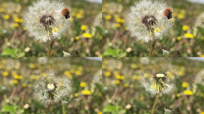 春天 踏青 野花 小花 蒲公英 黄花地丁