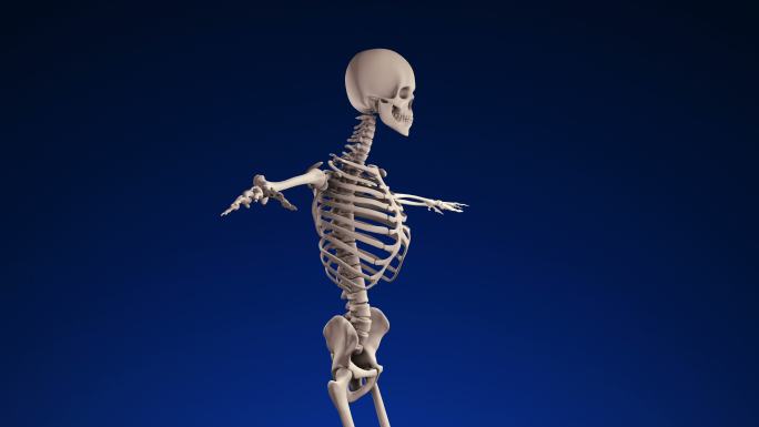 人类骨骼骨折引体模型