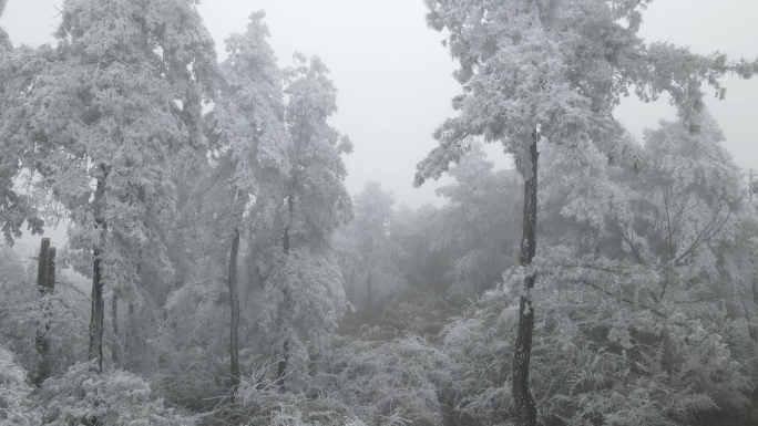 4k航拍雪松雾凇