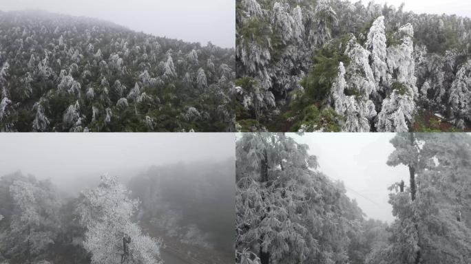 4k航拍雪松雾凇