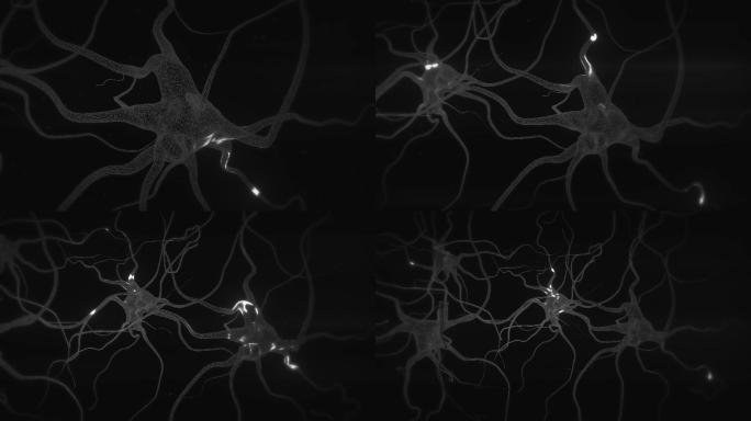 神经元放电动画树根树枝蜘蛛