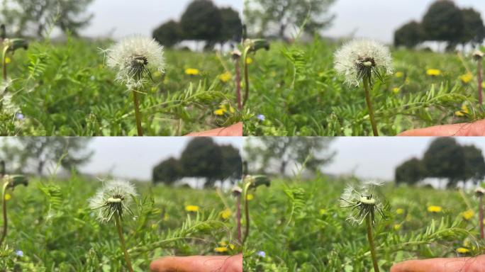 春天 踏青 野花 小花 蒲公英 黄花地丁