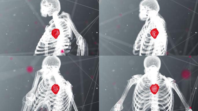 人体心脏解剖的三维动画概念