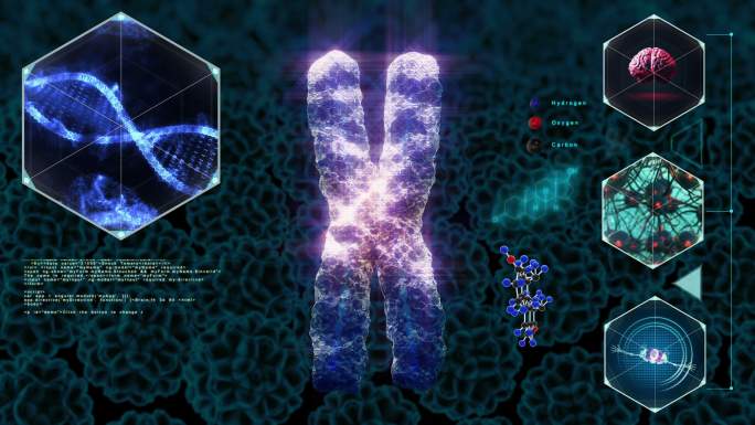 染色体动画科普展示hua合成