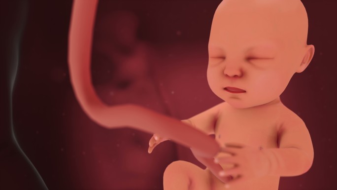 未出生的婴儿腹部胎儿人类生育