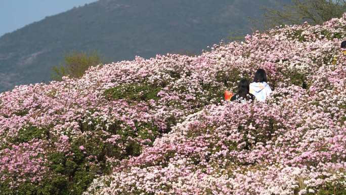 4K 乌蒙大草原花海杜鹃花盛开视频