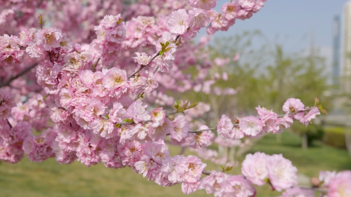 春天 花朵 春花 鸭子 飞鸟 空镜素材