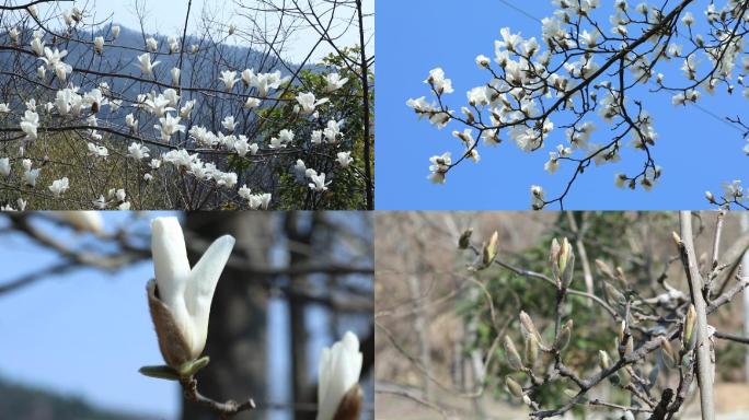 宝华玉兰 玉兰花 玉兰树开花期