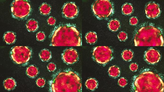 病毒细菌动画显微镜下的细菌病毒传染源病原