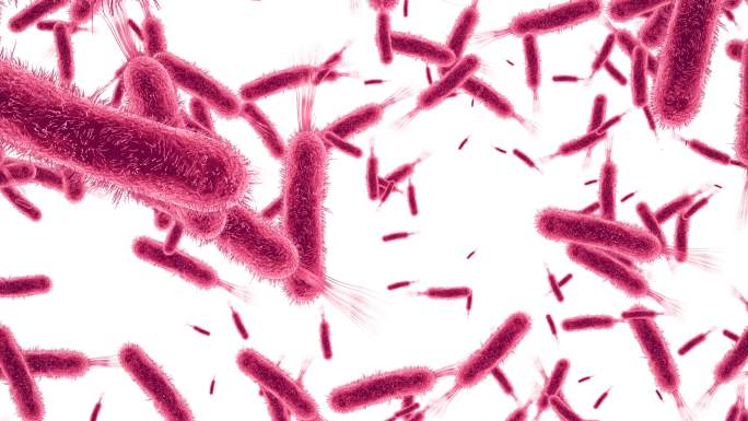 细菌动画幽门螺旋杆菌沙门氏菌肠道感染显微