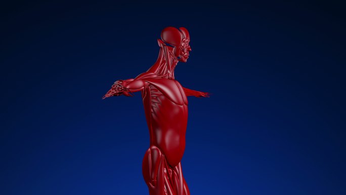 人类肌肉动画模型医疗技术透明通道