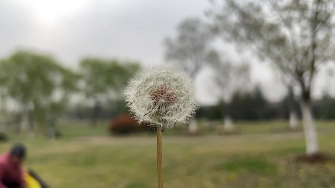 春天 踏青 野花 小花 蒲公英 黄花地丁