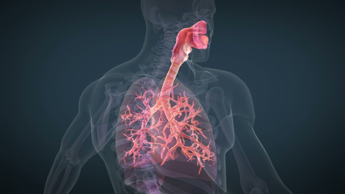 人体呼吸系统3D元素栏目