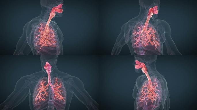 人体呼吸系统3D元素栏目