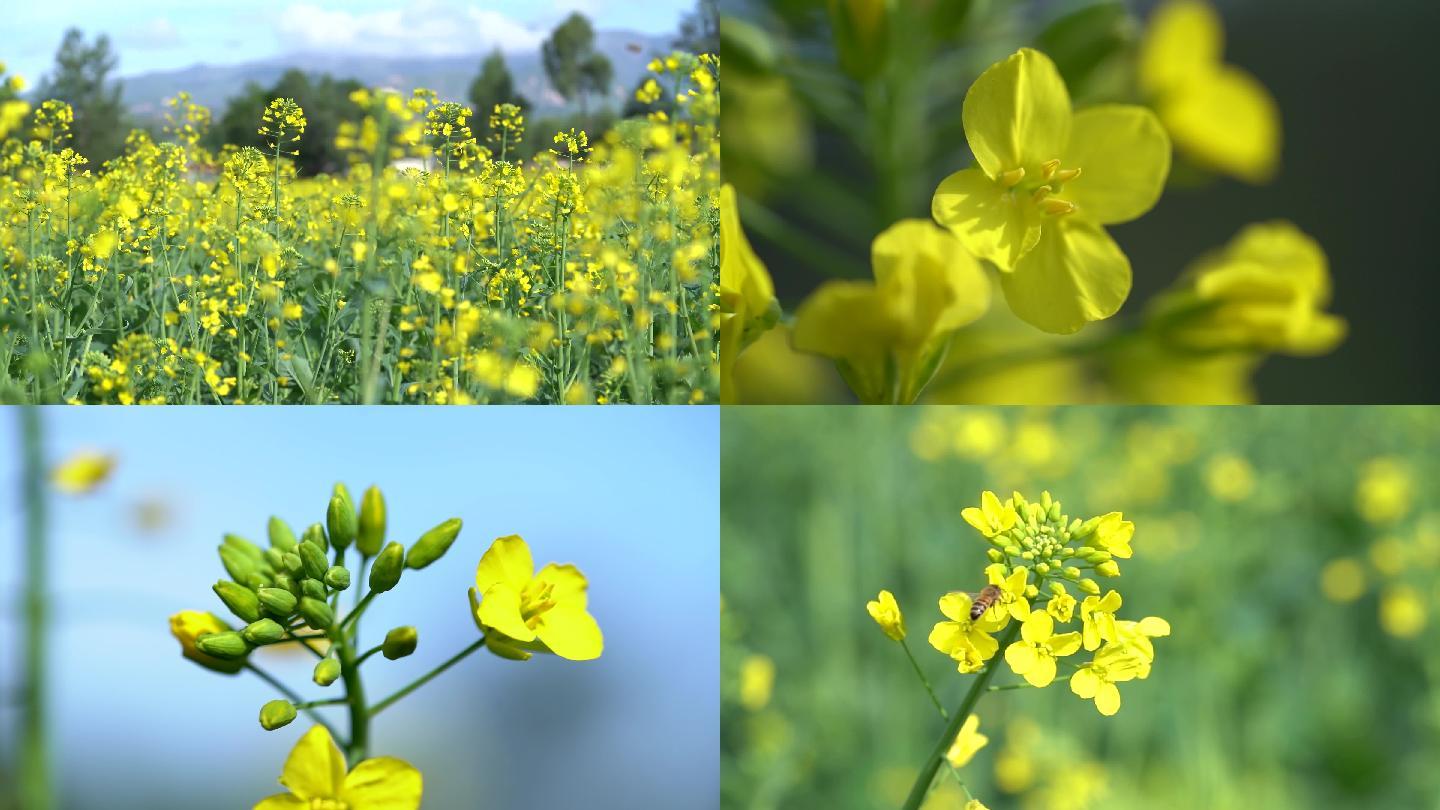 油菜花