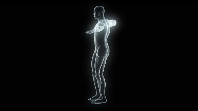 x线男性身体模型透明男人结构四肢转动人物