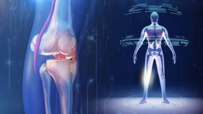 膝盖骨骼x光扫描动画