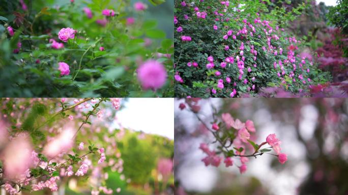 唯美写意春天阳光蔷薇花开，垂丝海棠空镜