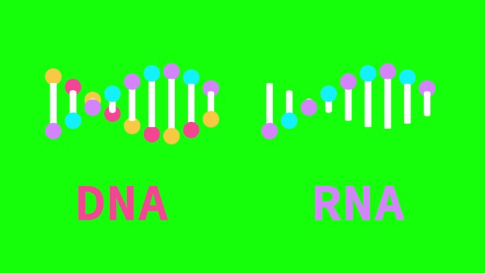 RNA和DNA链分子模型
