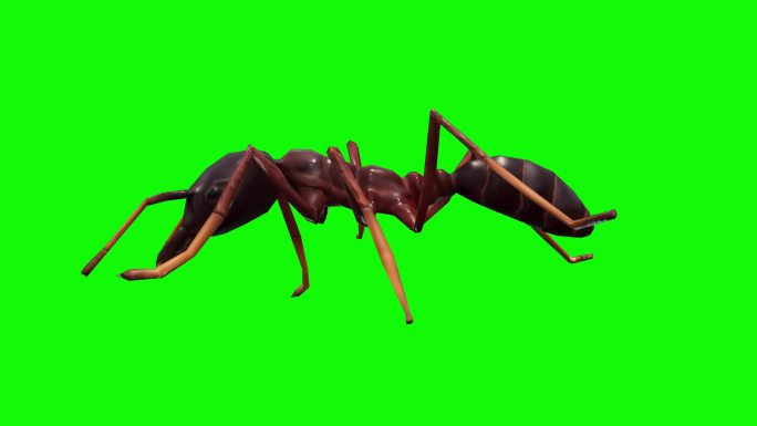 蚂蚁特效视频