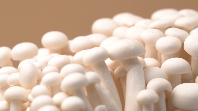 白色蘑菇特效视频
