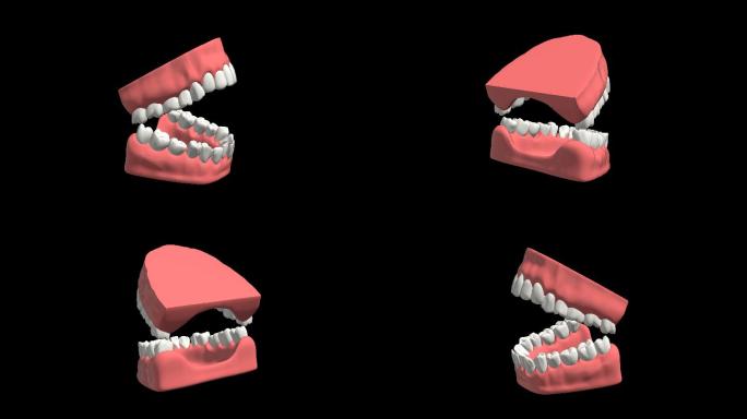 口腔牙齿张开三维展示4k带通道