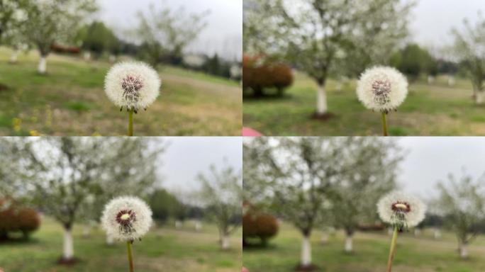 春天 踏青 野花 小花 蒲公英 黄花地丁