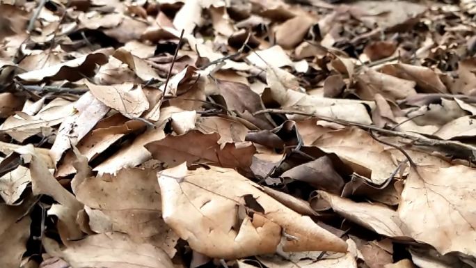 秋风扫落叶地上的树叶落叶遍地干枯的树叶