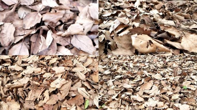 秋风扫落叶地上的树叶落叶遍地干枯的树叶