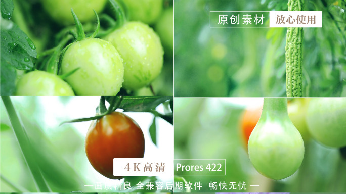 纯天然无公害 蔬菜种植