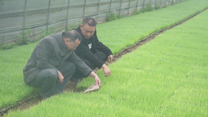 科学指导大棚种植育种