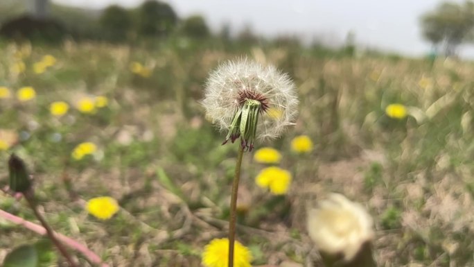 春天 踏青 野花 小花 蒲公英 黄花地丁