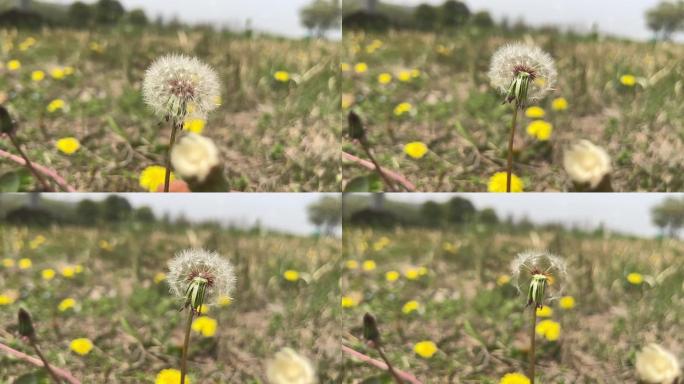 春天 踏青 野花 小花 蒲公英 黄花地丁