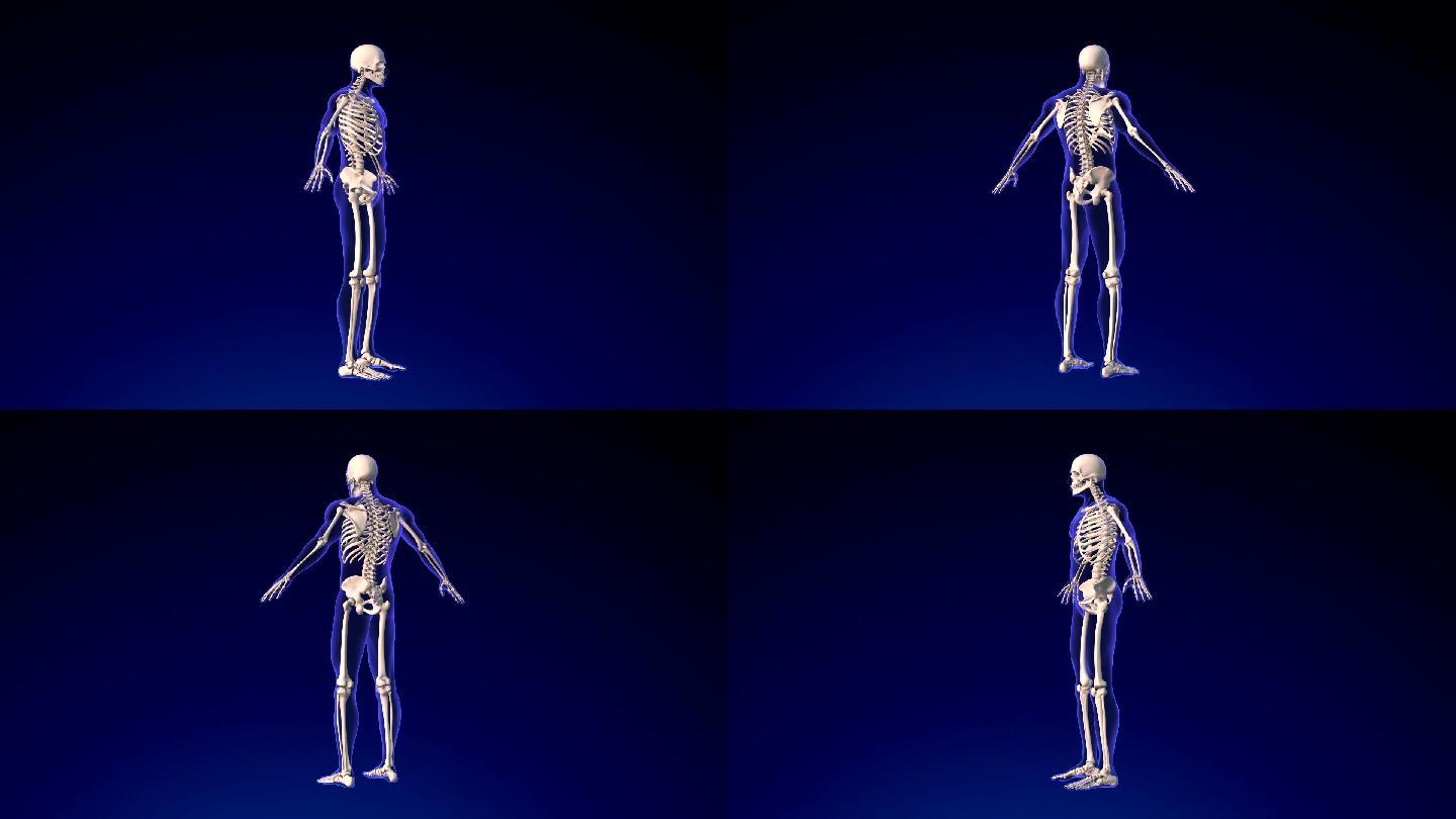 人体骨架人体腿部生物医学插图三维