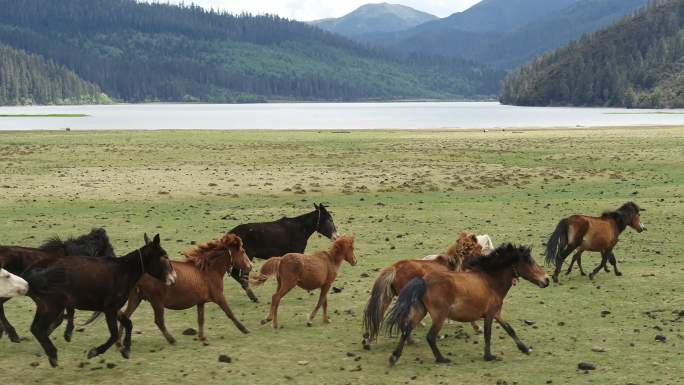航拍云南香格里拉湖边奔跑的马群