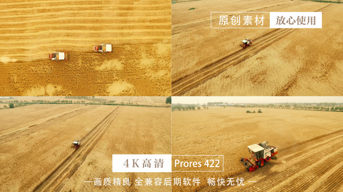 小麦大丰收麦田 收割机