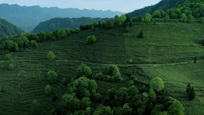 名山茶 蒙顶山茶 茶园 高山茶 茶叶产业