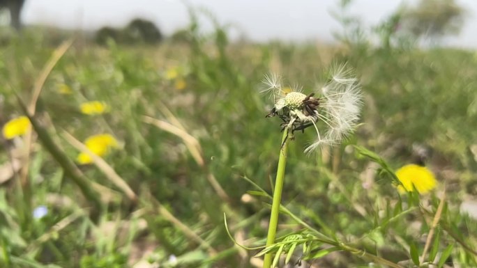 春天 踏青 野花 小花 蒲公英 黄花地