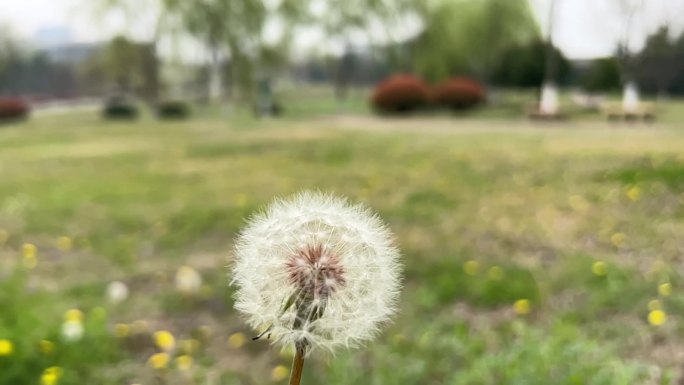 春天 踏青 野花 小花 蒲公英 黄花地丁