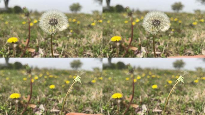 春天 踏青 野花 小花 蒲公英 黄花地丁