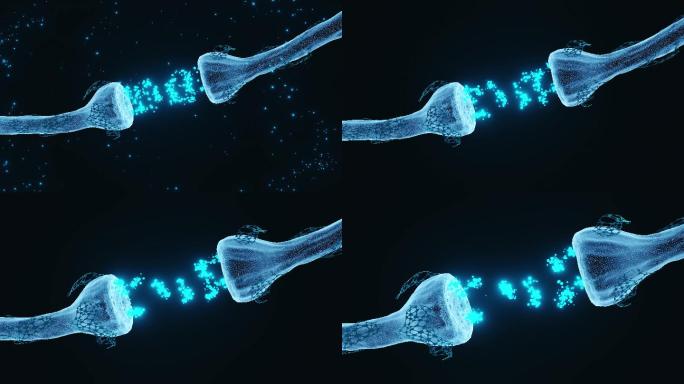 神经元突触全息图三维医学器官3D人体
